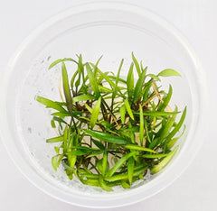 Cryptocoryne green- Growow Tc Plant