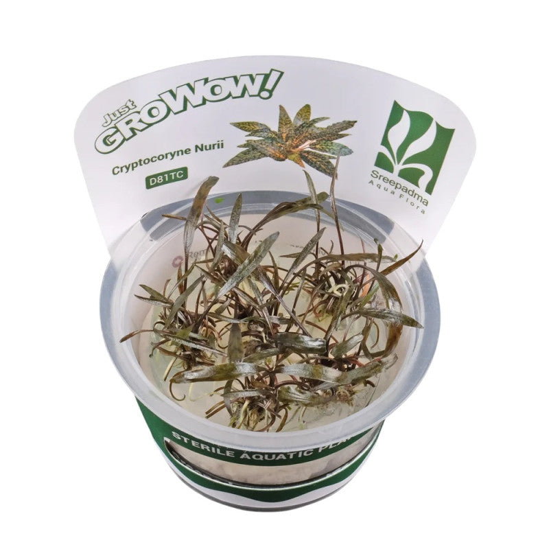 Cryptocoryne nurii- Growow Tc Plant