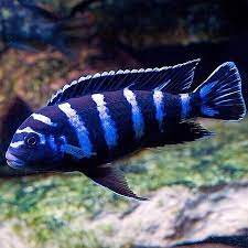 Demasoni CIchlids