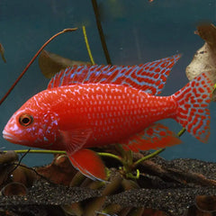 Dragon blood Red Peacock Cichlid 8cm