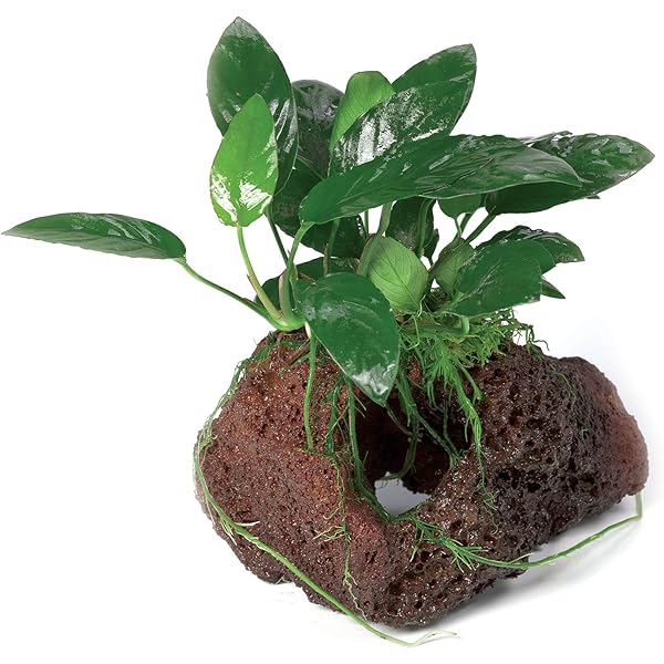 ANUBIAS DRAGON CLAW ON ROCK