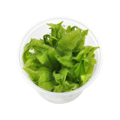 Drosera adelae - Growow Tc plant