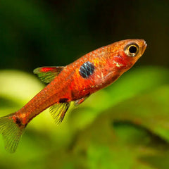 Maculata Rasbora