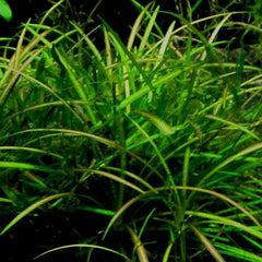 Helanthium tenellum 'Micro' - Growow Tc Plant