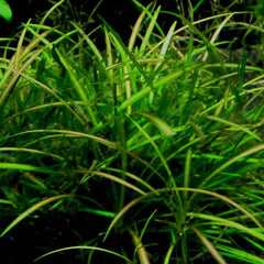 Tennelus micro - Growow Tc Plant