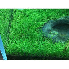 Eleocharis accicularis - Growow Tc Plant