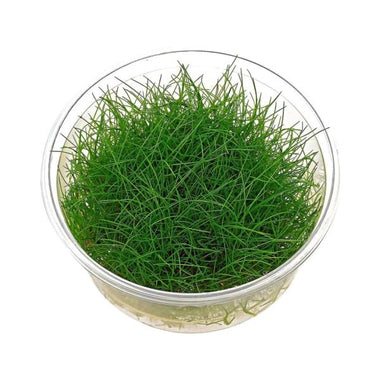 Eleocharis accicularis - Growow Tc Plant