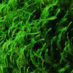 Taxiphyllum 'Flame' - Growow Tc Plant