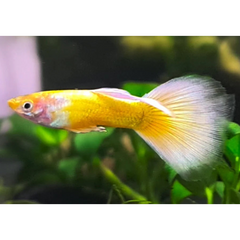24k Gold Guppy