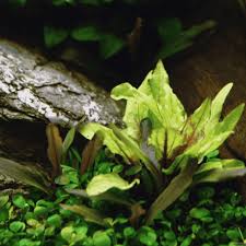 Cryptocoryne gecko- Growow Tc Plant