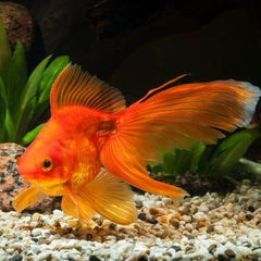 Sunken Garden Goldfish Water Conditioner 200ml + 30ml