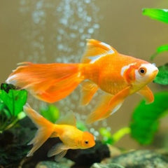 Sunken Garden Goldfish Water Conditioner 200ml + 30ml