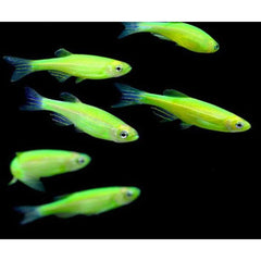 Green Glowing Zebra fish