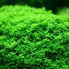 Hemianthus Callitrichoides ‘Cuba' - Growow Tc Plant