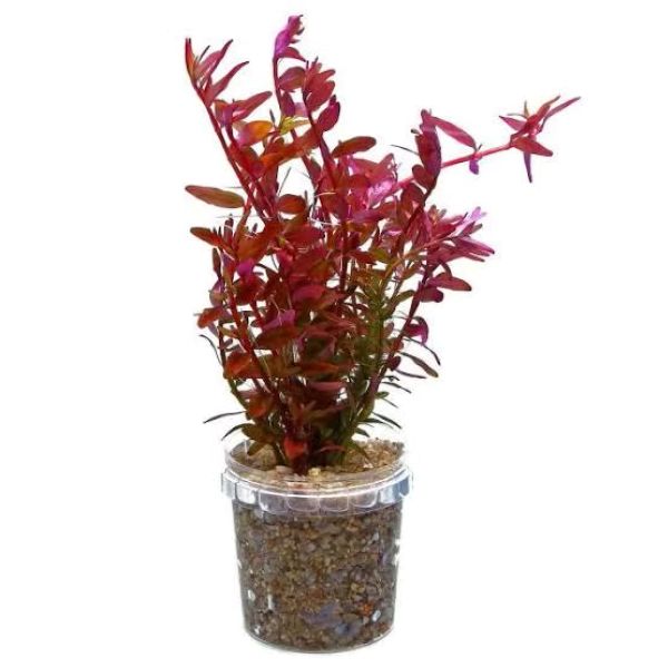 Rotala rotundifolia "hi red"