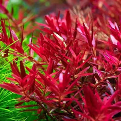 Rotala rotundifolia HRA - Growow Tc Plant