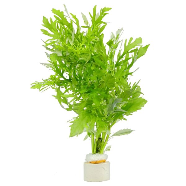 Hygrophila difformis