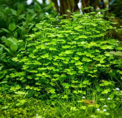Hydrocotyle tripartita - Growow Tc Plant