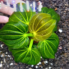 Iguazu Green Aquarium Plant