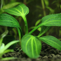 Iguazu Green Aquarium Plant