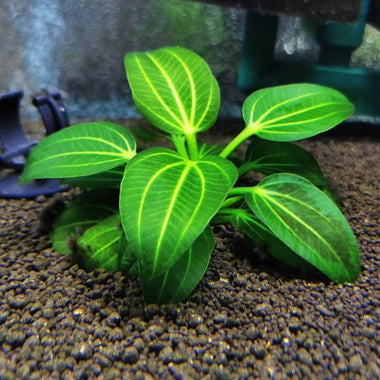 Iguazu Green Aquarium Plant
