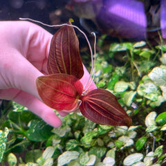 Iguazu Red Aquarium Plant