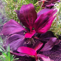 Iguazu Red Aquarium Plant
