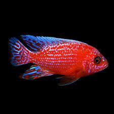 Dragon blood Red Peacock Cichlid 8cm