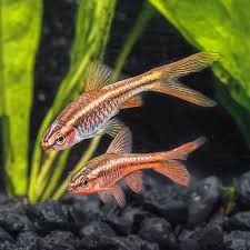 Veil tail Cherry Barb