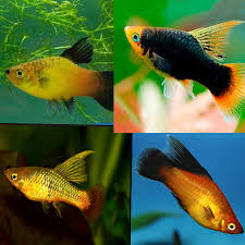 High Fin Platy