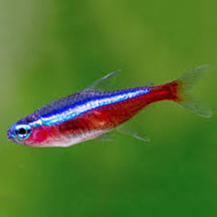 Vietnam XXL Cardinal Tetra