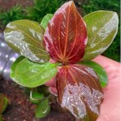 Iguazu Red Aquarium Plant