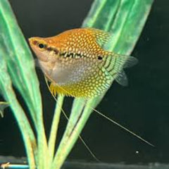 Balloon Pearl Gourami