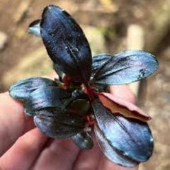 Bucephalandra 'Venti'