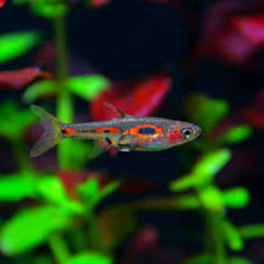 Phoenix Rasbora