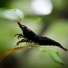 Dream black shrimp