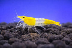 Yellow Rili Shrimp