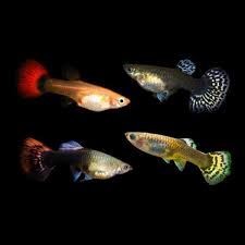 Guppies