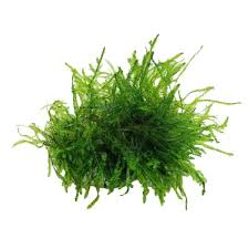 Java moss