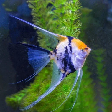 Koi Ghost Angel
