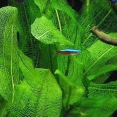 Green Lace Madagascar Plant