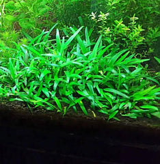 Cryptocoryne lucens- Growow Tc Plant