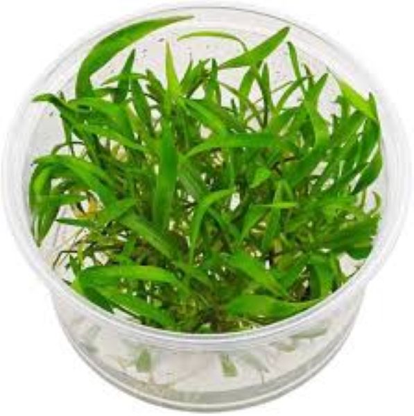 Cryptocoryne lucens- Growow Tc Plant