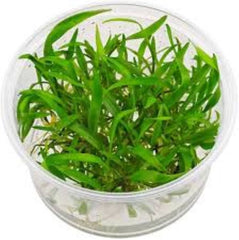 Cryptocoryne lucens- Growow Tc Plant