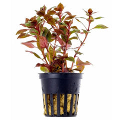 Ludwigia sp. "super red"