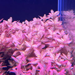 Rotala macrandra 'Compacta' - Growow Tc Plant