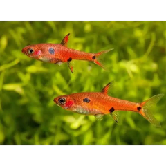 Maculata Rasbora