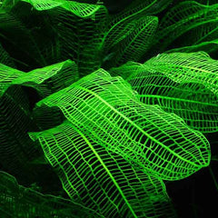 Green Lace Madagascar Plant