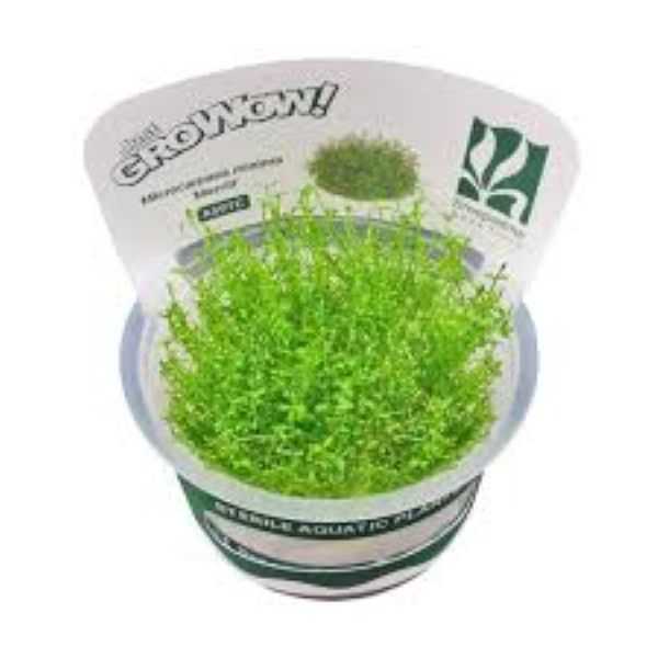 Microcarpea minima merrill - Growow Tc Plant