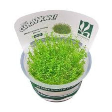 Microcarpea minima merrill - Growow Tc Plant